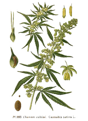 Atlas Plantes de France Amédée Masclef 1891 Cannabis sativa L