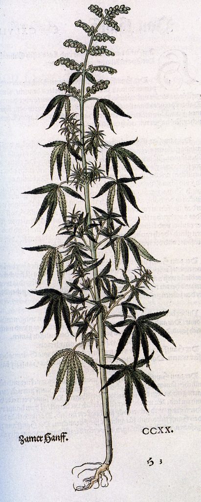Carta botanica canamo Leonhart Fuchs 1543